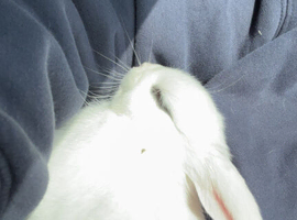 Dwarf hotot bunny for sale