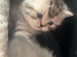 Beautiful rainbow  litter of British shorthair