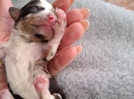 Miniature Dachshund puppies