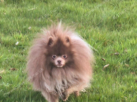 KC Lilac young adult male