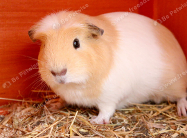 Single male smooth guinea pig