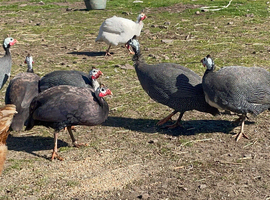 Guinea Fowl hatching Eggs - 12 eggs - pure bred - fertile