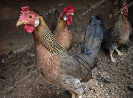 3 x Brown Leghorn laying hens bantams