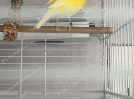 Yellow Canary