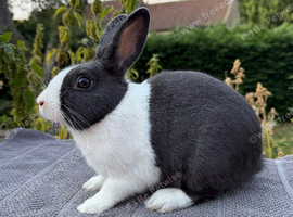 Blue Purebred Dutch and Black Dutch x needing new homes