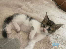 5 kittens to forever home