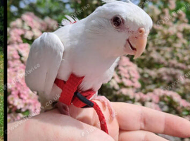 Cockatiel