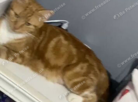ginger cat for sale