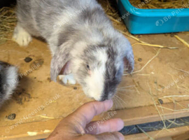 Large french lop