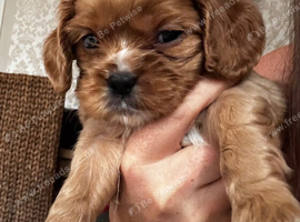 One Ruby cavalier boy puppy left health tested