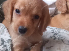 Cocker spaniel puppies