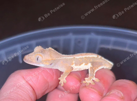 2 very young cresties