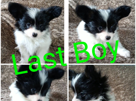 Papillion puppies
