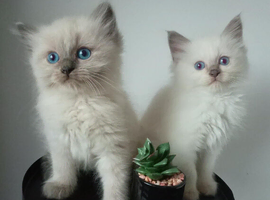 Beautiful  ragdoll kittens due in June / waiting list open
