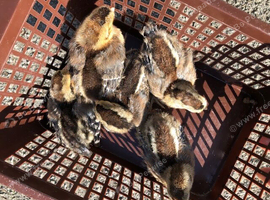 CREAM LEGBAR CHICKS FOR SALE