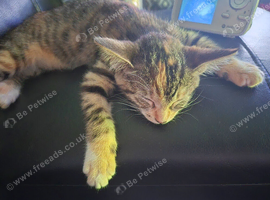 Kitten for sale
