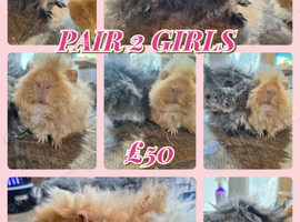 2 Gorgeous girl guinea pigs ready now