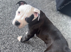 Gorgeous puppy