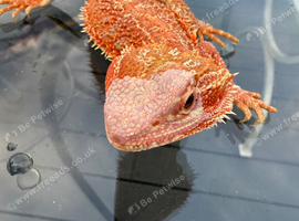Bearded Dragons juvenile. - called Leg Less.