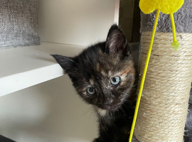 Ready in 2ish weeks female kitten last one available in a litter of 4