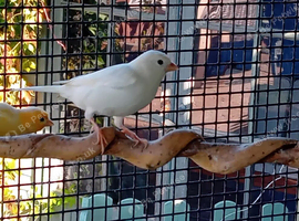 Canaries