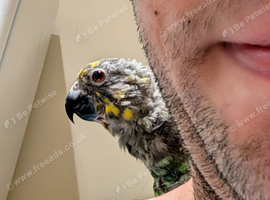 Meyers Parrot with cage for sale