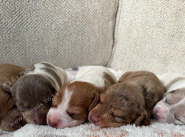 Beautiful miniature dachshund pups READY IN 2 WEEKS