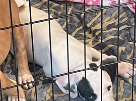 Staffy mix