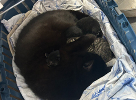 3 female kittens for sale