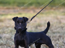 Patterdale for stud