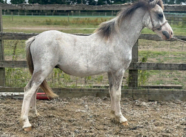 Welsh a yearling colt