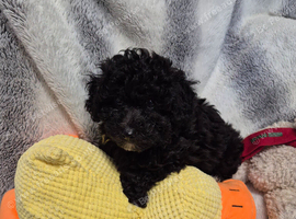 Poochon puppys