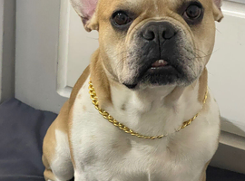 French bulldog