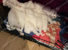 Kitten looking for his forever home
