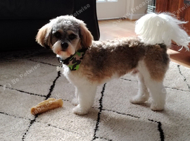 Tri colour cavachon