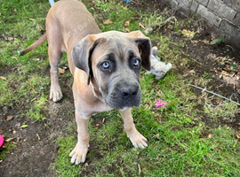 Cane corso