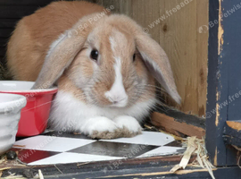 Baby rabbit for sale