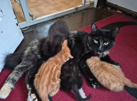 Kittens for sale