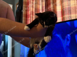 Black and white cat