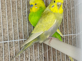 Budgie pairs