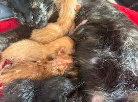 4 beautiful kittens for sale please read discription