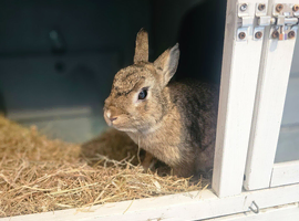 Lylla is looking for her forever home