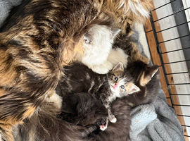 Kittens ready for their forever home