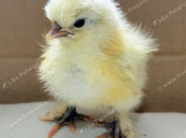 Days old silkie chicks x 3