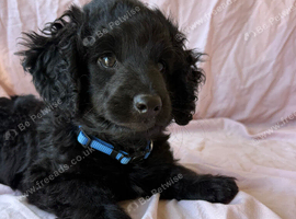 Beautiful Cockapoo Pup