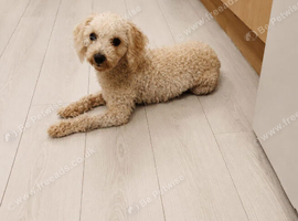 Toy maltipoo female