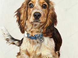 Looking for Spaniel show real  worker
