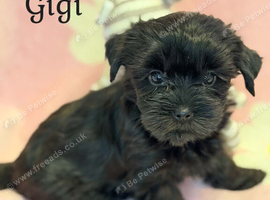 Black Beautiful Girls Yorkshire Terrier  &ndash; Ready August