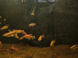 Congo tetra large group