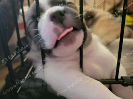 Gorgeous Jug Puppies
